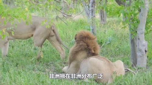 亚洲狮和非洲狮的区别,探寻狮族两大家族的异同