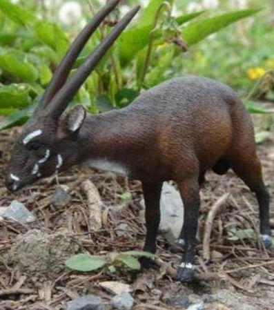 亚洲麒麟,探寻神秘东方的象征与传说