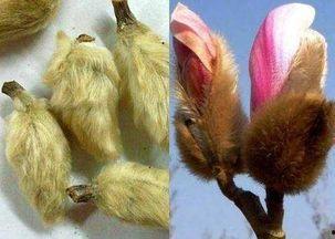 亚洲毛茸茸的性,探寻神秘性感的自然之美